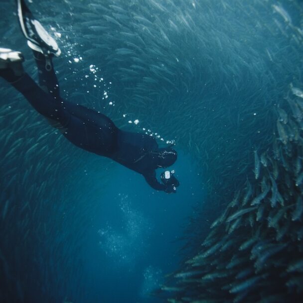 free-diving-into-a-sardine-ball-2024-09-18-20-16-18-utc